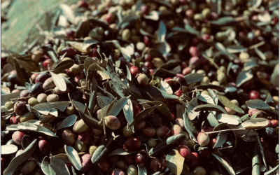 Il Nostro olio 